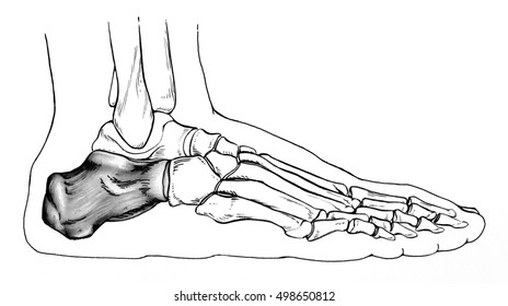 Foot - side view. Drawing of a normal human foot, with emphasis on the talus (heel) bone.