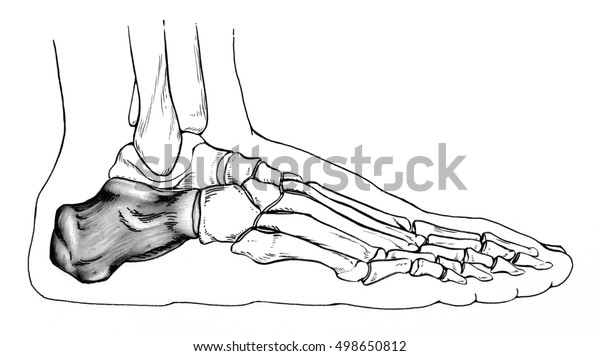 foot front view drawing