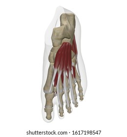 Foot skeleton and foot muscles anatomy view from top 3d rendering