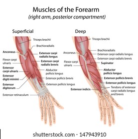 Arm Anatomy Images Stock Photos Vectors Shutterstock