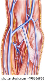 Forearm - Right Anterior Vessels And Nerves Deep Dissection.