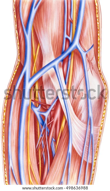 Forearm Right Anterior Vessels Nerves Deep Stock Illustration 498636988 ...