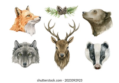 Forest animal portrait. Watercolor wildlife illustration. Fox, wolf, grizzly bear, badger, deer head element set. Hand drawn wild forest animal collection. On white background