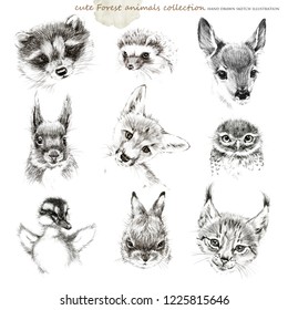 forest animals cub hand drawing sketch collection