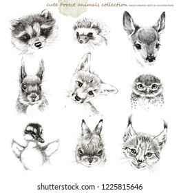 Forest Animals Cub Hand Drawing Sketch Collection