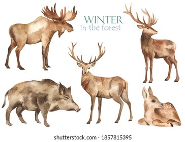 Forest Animals Elk, Deer, Wild Boar On A White Background. Watercolor Hand Drawn Clipart