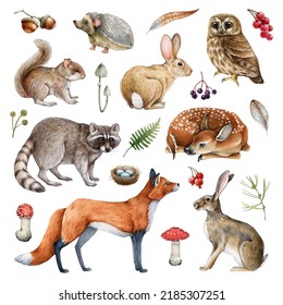 Forest animals hand drawn set  Realistic wildlife animals   natural elements collection  Raccoon  bunny  rabbit  brown owl  red fox  squirrel forest fern   mushrooms elements  White background