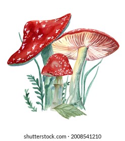 Forest art print and red amanita watercolor illustration isolated white background  Poisonous mushrooms and grass   snail print 