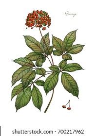 Forest Berry Ginseng. Medicinal Plant Of Elder With Watercolor On A White Background. Medicinal Forest Plants With Watercolor On A White Background