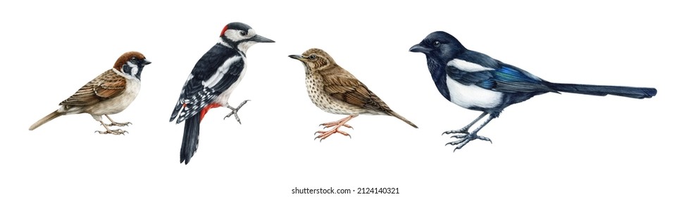 Forest birds set. Watercolor illustration. Hand drawn woodpecker, magpie, sparrow, song-thrush birds. Forest common songbird collection. Close up image. European avians. White background