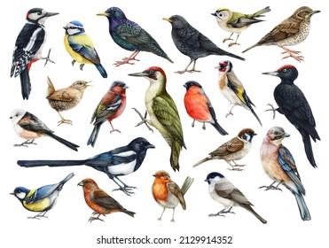 Forest birds watercolor set. Hand drawn realistic bird illustration collection. Woodpecker, sparrow, chickadee, magpie, wren, robin, blackbird, starling elements. Big collection of forest birds