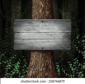 Forest blank sign background as an old thick group of trees with a weathered rustic wooden board as a symbol for nature advertising and marketing a message.