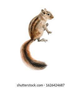 Forest Chipmunk (squirrel) Watercolor Image. Hand Drawn Small Rodent With A Beautiful Long Tail Close Up Illustration. Cute Young Wild Gnawer Isolated On White Background.