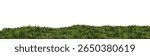 A forest full of pine trees, surrounded by pure nature.