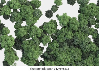 Forest image from above. 3d rendering.