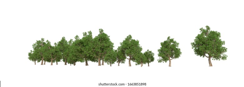 Forest Trees Images, Stock Photos & Vectors | Shutterstock