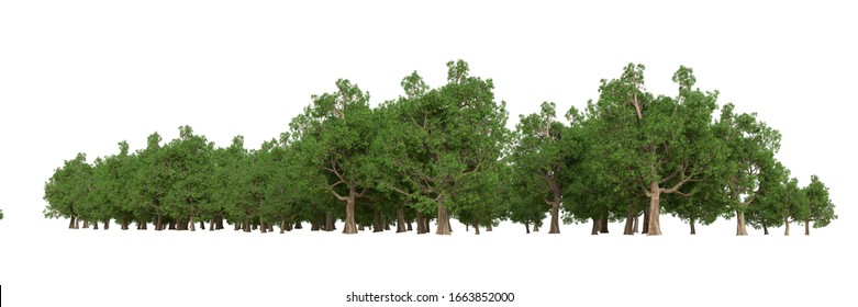 Forest isolated. Image useful for banners and posters or photo manipulations. 3d rendering - illustration