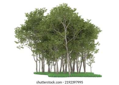 Forest isolated on background. 3d rendering - illustration
