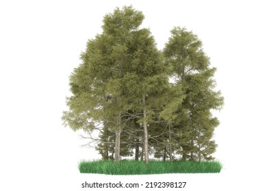 Forest isolated on background. 3d rendering - illustration