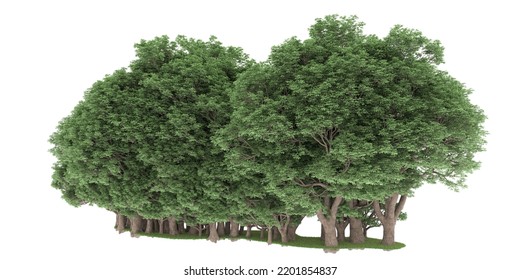 Forest isolated on white background. 3d rendering - illustration