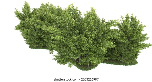 Forest isolated on white background. 3d rendering - illustration