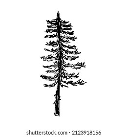 Forest Pine Drawing With Fine Liner