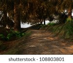 Forest road