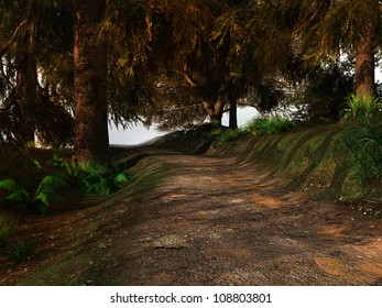 Forest road