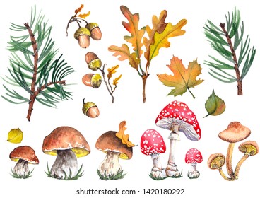 Forest set with fly agaric mushroom, toadstool, boletus mushrooms, acorns, oak and maple leaves. Watercolor on white background. Isolated elements for design.