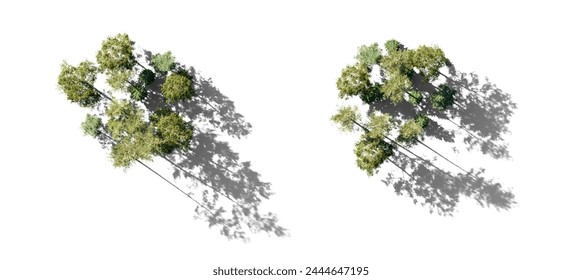 Forest top view group of trees Pinus sylvestris Scotch pine big tall spruce picea abies and pungens isolated in sunny daylight on a white background with realistic shadow perfectly cutout