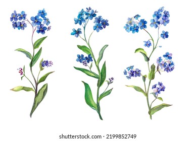 Forget me not  Botanical watercolor illustration field spring flower  Blue flower isolated white background