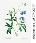 Forget me not by Pierre-Joseph Redoute (1759-1840). Blue botanical flower. Vintage floral plant art drawing illustration, old painting art print of blue forget me not flower.