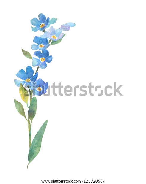 Forget Me Not Flower Stock Illustration 125920667