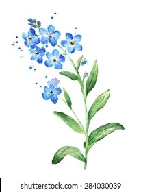 Forget Me Not Flower, Watercolor