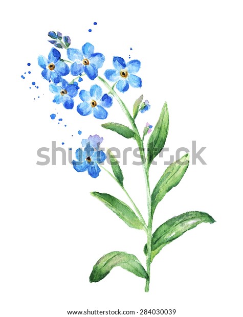 Forget Me Not Flower Watercolor 库存插图