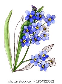 Forget Me Nots Hand Drawn Watercolor Stock Illustration 1964323582 ...