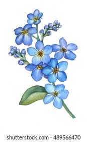 Forget-me-not Flowers Bouquet Isolated On White Background. Watercolor Illustration Of A Blue Wild Flower.