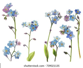 Forgetmenot Miosotis Painted Watercolor On Isolated Stock Illustration Shutterstock