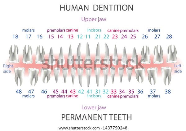 Perio Charting Dental