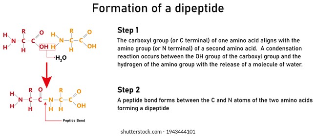 Formation Of A Dipeptide Using Two General Amino Acids.  Condensation Reaction Occurs To Form A Peptide Bond.  Full Description Of The Process Give.