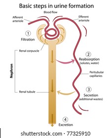 173 Formation Of Urine Images, Stock Photos & Vectors | Shutterstock