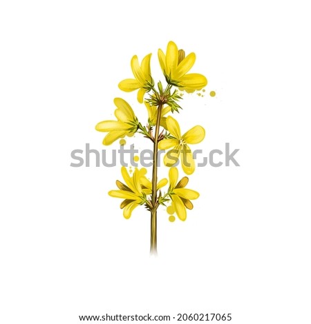 Forsythia isolated on white. Hand drawn flowering bush of Oleaceae family. Colorful botanical drawing. Greeting card, birthday, anniversary, wedding graphic clip art design. Digital art illustration