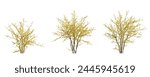 Forsythia suspensa (Lian Qiao Weeping Forsythia) deciduous yellow shrub plant isolated on a white background perfectly cutout high resolution 
