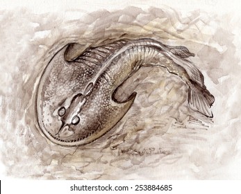 Fossil Jawless Fish Ancient Jawless Fish Fossils