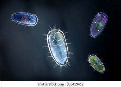 Four Colorful Protozoons / Unicellular Organism