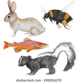 Four different forest animal illustrations in watercolor as skunk, river trout,rabbit and honey bee