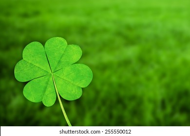 Four Leaf Clover Against Grass