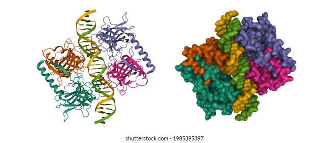 Four Molecules Of The Cellular Tumor Antigen P53 Complexed With DNA, 3D Cartoon And Gaussian Surface Model, White Background.