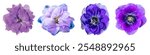 Four purple flowers in various shades. Purple petals, vibrant purple hues, and blossoms create a stunning display of purple floral beauty. Colorful floral elements isolated on white background.