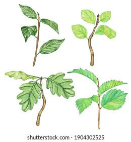 Four Twig With Leaves Isolated On White. Watercolor Hand Drawing Illustration. Elements For Foliage Spring Design. Oak Seedling. Clip Art.